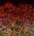 This image shows that the edge zone (top of image) of the quail embryo shows no proliferating cells (cyan), unlike the interior zone (bottom of image). Non-proliferating cell nuclei are labeled green.