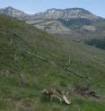 A partial elk carcass sits on a hillside of the Northern Range, Yellowstone National Park. Miller's research at Yellowstone demonstrates how bone surveys can provide valuable historical ecological data to evaluate modern biodiversity in a broader context.