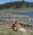 Researcher Jared Singer maps a carcass in Yellowstone National Park; flags mark bone locations.