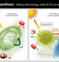In photosynthesis, solar energy is captured and used to produce chemical fuel by a photosynthetic organism. This project is designed to improve the efficiency of this capture and conversion by: 1) separating them into two types of cells: one that captures solar energy and another "factory" cell that produces fuel; and 2) enabling these two different types of cells to communicate with one another via the flow of electrical currents between them. Compartmentalizing the processes of energy capture and fuel production into two different types of cells will allow researchers to optimize environments for each process, and thereby improve the efficiency of each process.