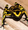 <i>Dendrobates leucomelas</i>, a poisonous frog from Venezuelan Guiana, has higher aerobic capacity than its nontoxic relatives.