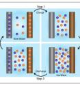 The initial state of the battery developed by Yi Cui, with two electrodes immersed in fresh water. Purple and orange dots represent positively and negatively charged ions, respectively. In Step 1, a small electric current is applied to charge the battery, pulling ions out of the electrodes and into the water. Step 2, the fresh water is purged and replaced with seawater. Note much higher abundance of charged ions in the salt water. Step 3, electricity is drawn from the battery for use, draining the battery of its stored energy. Ions return to electrodes. Step 4, seawater is discharged and replaced with river water, for the cycle to begin anew.