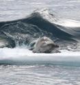 Killer whales generate a wave designed to knock the resting Weddell off an ice floe near the western Antarctic Peninsula.
