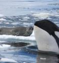 A killer whale "spy-hops" to identify a Weddell seal resting on an ice floe off the western Antarctic Peninsula.  The whale will notify other killer whales in the area so they can coordinate a wave to wash the seal off the floe.