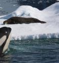 A Killer Whale circles an ice floe with a resting Weddell seal off the western Antarctic Peninsula.  Researchers found the killer whales hunting in pack ice (pack ice killer whales) preferred Weddell seals to all other available prey.