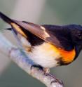 This is a male American redstart.