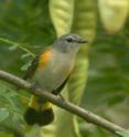 This is a female American redstart.