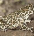 The green toad (<i>Bufo viridis</i>) lived in the Iberian Peninsula at the end of the Early Pleistocene.