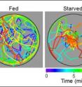 Computerized tracking of the meanderings of a fruit fly starved overnight (at right) shows that it uses odor to hone in on food placed at the center of the circle much more quickly within a 10 minute period than a well fed fly.