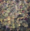 A panorama shows a part of the 27,000 or more trees studied for climate change effects. A panorama shows a part of the 27,000 or more trees studied for climate change effects.