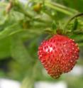 With the newly sequenced genome of the woodland strawberry, plant geneticists will have more tools to study more complex fruits.