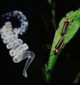 These male fireflies give a nuptial gift -- sperm wrapped in a nutritious, high-protein package -- to females during mating. New research led by Tufts University biologists shows that some fireflies have evolved to have wingless females, and their males forego gift-giving to these "stay-at-home" mates.