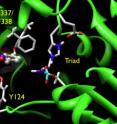 A docking simulation constructed at the Ohio Supercomputer Center by Ohio State Professor Christopher Hadad, Ph.D., illustrates binding in the active site of tabun-inhibited AChE.