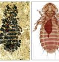 This 44-million-year-old louse fossil (left), discovered by co-author Vincent Smith and described in a paper in Biology Letters in 2004, helped the researchers anchor the lineages of lice that today parasitize aquatic birds (right).