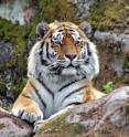 According to the authors of the SAFE (Species Ability to Forestall Extinction) index, conservationists with limited resources may want to channel their efforts on saving the tiger, a species that is at the 'tipping point' and could have reasonable chance of survival.