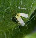 Sweet potato whiteflies are often seen in pairs, like these two on a plant leaf. UA researchers discovered that Rickettsia bacteria give the tiny pests an evolutionary edge over their non-infected peers.