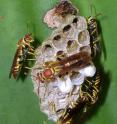 Wasps in the species <i>Polistes instabilis</i> form small, simple colonies of a few dozen adults. The open cells of the nest contain the young brood, mostly larvae. The white-capped nest cells contain pupae inside silken cocoons, and adult wasps will emerge from these. This nest was in a tropical dry forest in Guanacaste, Costa Rica.