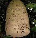 This two-foot tall nest found in Yasuni National Park in Ecuador probably housed thousands of adult wasps in the <i>Polybia dimidiata</i> species. The nest was made of tough, water-resistant paper.