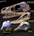 Evolution in birds of the olfactory bulb, the part of the brain where smell information is processed, passing from a dinosaur (Bambiraptor) through early birds (Lithornis, Presbyornis) to a modern-day bird (pigeon).