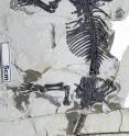 This is <i>Liaoconodon hui</i>, a fossil mammal from China.