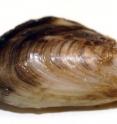 This is a close-up of a quagga mussel.