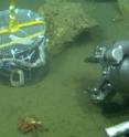 Researchers deployed metal traps from an ROV to test whether boneworms would live on fish bones.