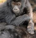 A census team from the Wildlife Conservation Society and the Institut Congolais pour la Conservation de la Nature (ICCN) has made a significant finding in Kahuzi-Biega National Park in the Democratic Republic of Congo. Grauer's gorillas have increased in numbers in spite of years of insecurity in the region.