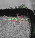 Tissue section of a male <i>Manduca sexta</i> antenna. Red and green areas are evidence for transcripts of two different odorant receptors (scale: 50 micrometers).