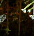 With the help of its antennae this night-active tobacco hornworm (<i>Manduca sexta</i>) has been able to locate wild tobacco flowers by smell and is now enjoying the nectar.