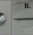 From left to right: (A) a Zn anode (1cm in diameter), (B) an EMIHSO4 - PVA separator (laying on a syringe needle to illustrate thickness and transparency), and (C) a PbO2 – carbon cathode.