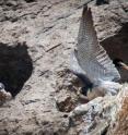 Flame retardants reach the peregrine falcons and can be detected in their eggs.