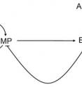 Effect of auxin on plant cells with regard to the transcriptional regulators "MONOPTEROS" and "BODENLOS": MONOPTEROS (MP) controls its own expression and the expression of its inhibitor BODENLOS (BDL), with the plant hormone auxin acting as a threshold-specific trigger by promoting the degradation of the inhibitor.