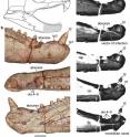 This fossil reveals evidence of missing teeth, bone destruction and dental disease.