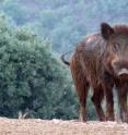 Wild ungulates, like the wild boar (<I>Sus scrofa</I>), were more limited in the past than they are at the moment.
