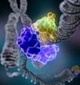 ENCODE is a massive database cataloging many of the functional elements of the entire collection of human genes -- the human genome. The ENCODE data are being made available to the scientific community and to the public as an open resource, thanks to an international team of researchers. This illustration shows a group of proteins in the process of traveling along a spiraling strand of DNA, a structure comprised of genetic material. A chromosome structure, composed of tightly coiled DNA, is illustrated in the background. ENCODE is a massive database cataloging many of the functional elements of the entire collection of human genes -- the human genome. The ENCODE data are being made available to the scientific community and to the public as an open resource, thanks to an international team of researchers. This illustration shows a group of proteins in the process of traveling along a spiraling strand of DNA, a structure comprised of genetic material. A chromosome structure, composed of tightly coiled DNA, is illustrated in the background.