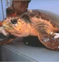 This is a turtle from Port Canaveral.