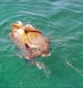 This is a turtle from Port Canaveral.