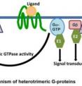 An elaborate heterotirmeric G-protein family from soybean expands the diversity of G-protein networks.