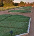 The octagonal beds at the Wildflower Center where the characteristics of common Bermudagrass were compared to Buffalograss and a mixture of up to seven native grass species. Each octagon includes all the grass combinations, with different octagons used to replicate mowing or other conditions the grasses were exposed to.