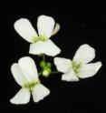 The Arabidopsis Lyrata Genome Sequence And The Basis Of Rapid Genome Size Change