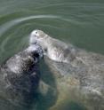 Manatees swim in Florida waters; their ancient relatives tell a story of climate change.