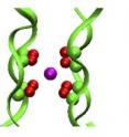 (Left) K+ ion (magenta sphere) is shown bound in the S2 site of the selectivity filter (green ribbon). The backbone carbonyl groups of the S2 site are shown as spheres. (Right) View looking down the pore axis. Atoms are shown in space-filling format.