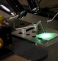 Researchers at Rensselaer Polytechnic Institute have developed a new method for manufacturing green LEDs with greatly enhanced light output. Led by Professor Christian Wetzel, the research team etched a nanoscale pattern at the interface between the LED’s sapphire base and the layer of gallium nitride (GaN) that gives the LED its green color. Overall, the new technique results in green LEDs with significant enhancements in light extraction, internal efficiency, and light output.