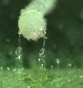 A freshly hatched <I>Manduca sexta</I> larva (tobacco hornworm) consumes trichomes of wild tobacco (<I>Nicotiana attenuata</I>).