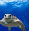 Up close and personal with a loggerhead turtle (<I>Caretta caretta</I>) in the Gulf of Mexico's Flower Garden Banks National Marine Sanctuary (about 170 kilometers, or 100 miles, off the Louisiana coast).