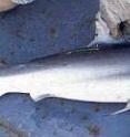 The dusky shark (<I>Carcharhinus obscurus</I>) is classified as "Endangered" in the Western Atlantic by the International Union for Conservation of Nature as its population is below 20 percent of what it was two decades ago.
