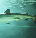The copper or bronze whaler shark (<I>Carcharhinus brachyurus</I>) is a large, coastally oriented top predator that is vulnerable to overexploitation.
