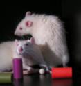 A photo of rats with objects introduced into their cages to keep them awake.