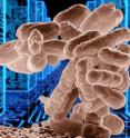 The simple <I>E. coli</I> bacterium shown computes 1,000 times faster than the most powerful computer chip, its memory density is 100 million times higher and it needs only 100 millionth the power to operate. The simple <I>E. coli</I> bacterium shown computes 1,000 times faster than the most powerful computer chip, its memory density is 100 million times higher and it needs only 100 millionth the power to operate.