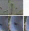 The ivory-billed woodpecker was thought to have duck-like flaps in which the wings remain extended throughout the flap cycle. One of the videos revealed radically different flaps in which the wings are folded completely closed in the middle of the upstroke. The images from the video show the wing motion from two angles. The photo in the upper right, which was obtained by James Tanner in 1939, shows an Ivory-billed Woodpecker in flight and contains a clue suggesting that there had been a misconception about the flap style.